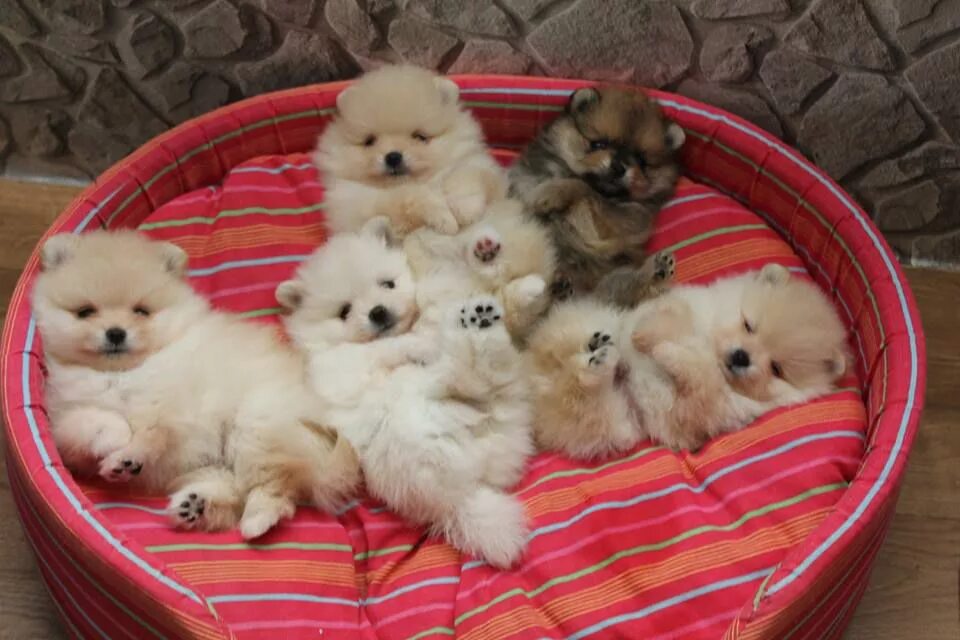 щенки шпица после рождения. щенки шпица после рождения. щенки померанского шпица после родов. щенки шпица новорожденные. щенки померанского шпица новорожденные.