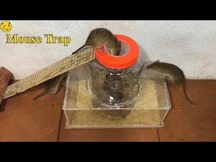 Как поймать мышь в машине