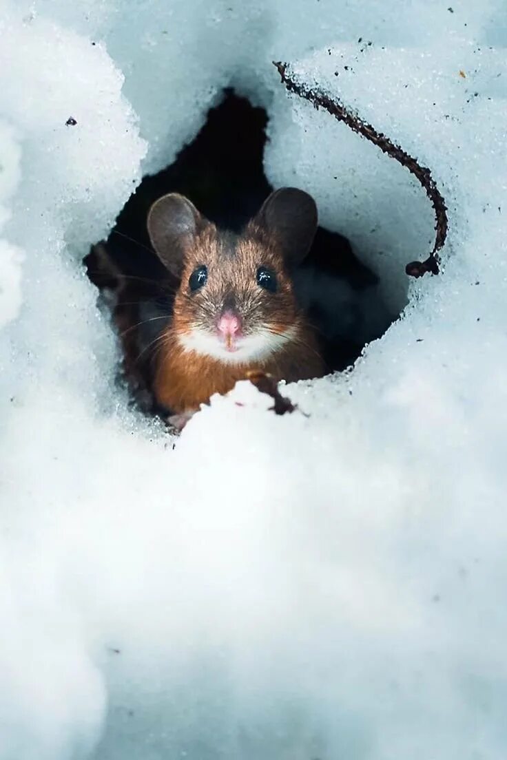 Что делают мыши зимой. Мышь в снегу. Мышь полевка серая. Полевка мышь зимняя. Мышь в снегу.