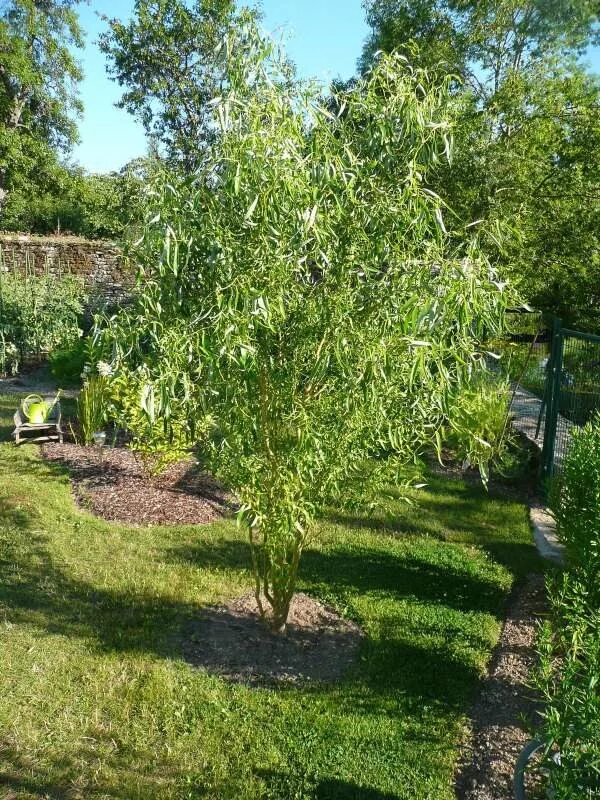 Ива возраст. Ива извилистая матсудана. ива вавилонская извилистая. ива вавилонская тортуоза. ива матсудана (salix matsudana).