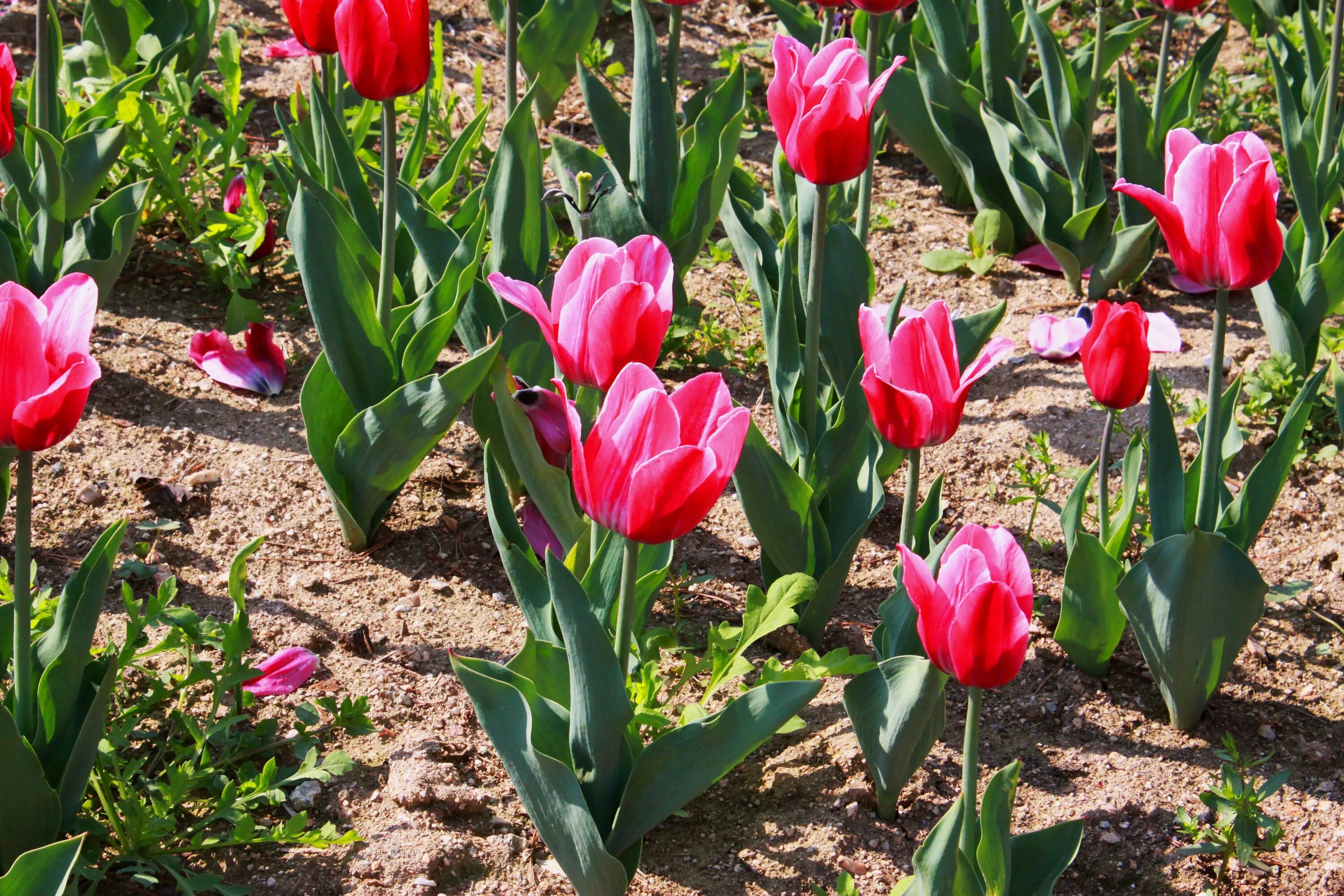 Будут ли цвести тюльпаны весной. Тюльпан Уоллфлауэр. Тюльпан Грейсленд. Тюльпан Муншайн. Тюльпан многоцветковый Торонто.