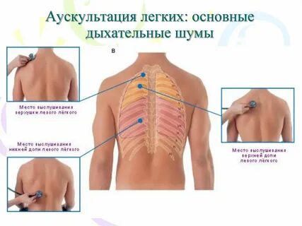 Звук в грудной клетке