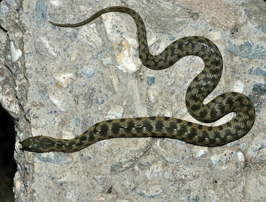 Гадюковый уж. Уж водяной Natrix tessellata (Laurenti, 1768),. Гадюка полоз уж. Водяной уж бычколов.