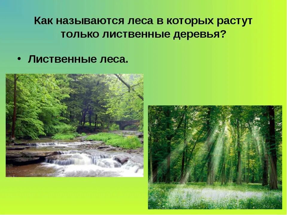 Растения леса картинки для презентации. Растения и Лесные 4 кл окружающий. Растения и животные леса 4 класс. Лес название. Рассказ почему лес называют сообществом