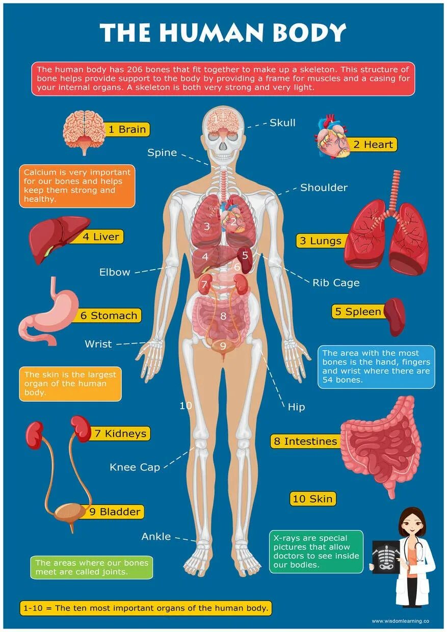 Internal parts. Internal Organs of the Human body. Internal Parts of the Human body. Медицинский плакат человек. Части тела и органы на английском.