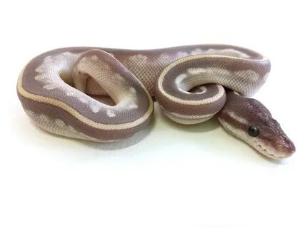 Python freeze