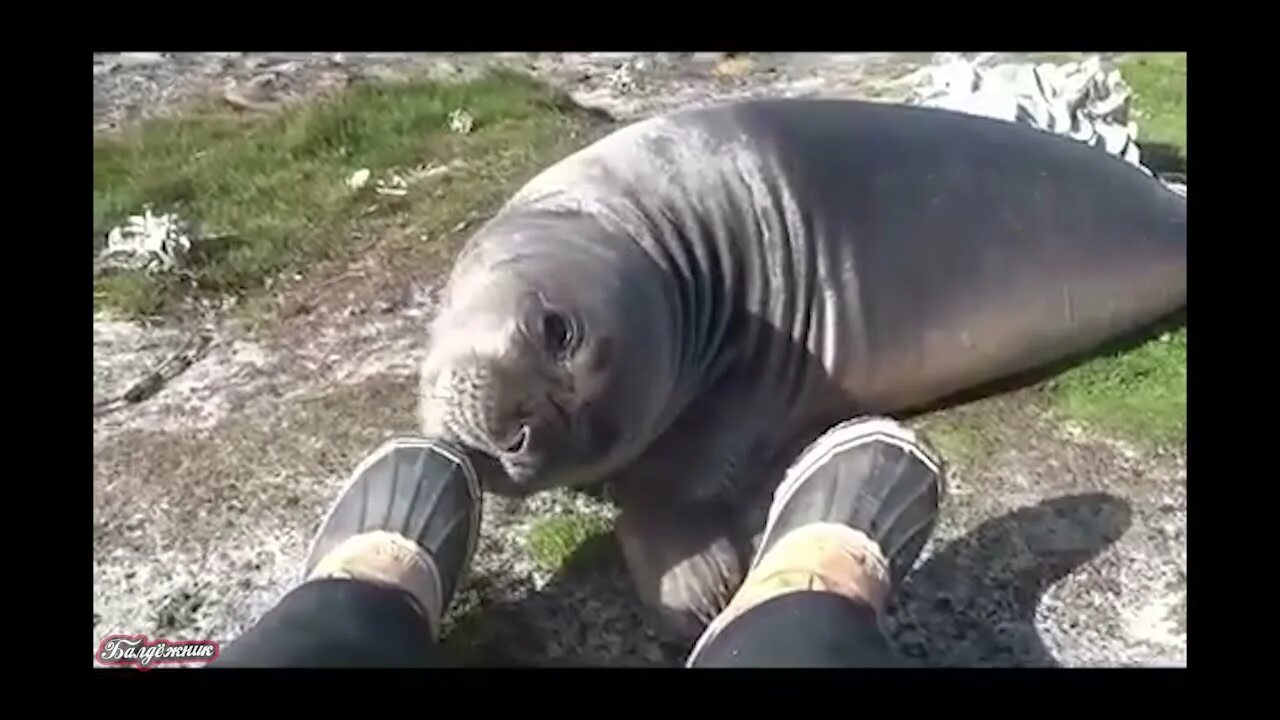 The little seal is laughing at us. Морской котик хлопает ластами. Тюлень чихает. Тюлень хлопает себя по животу. Флекс тюленей.