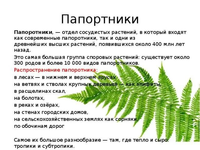 Каково их значение в жизни папоротника