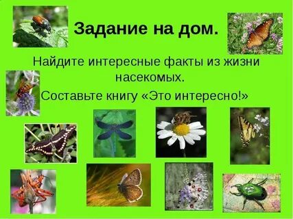 Жизнь насекомых тема