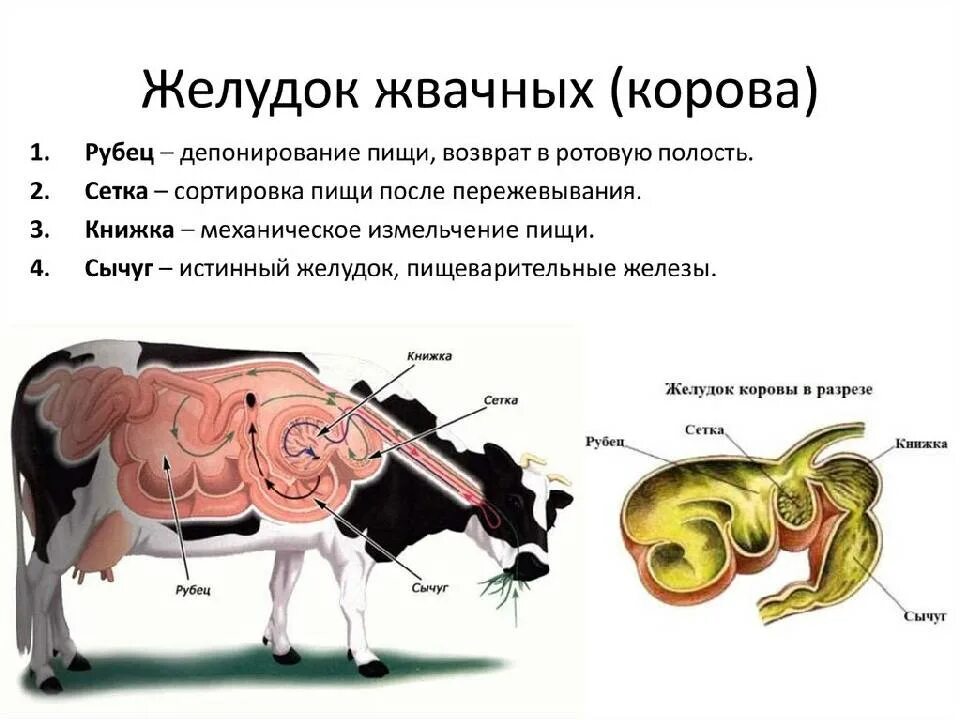 Желудок животных строение. Строение пищеварительной системы жвачных млекопитающих. Пищеварительная система жвачных млекопитающих схема. Строение многокамерного желудка КРС. Строение многокамерного желудка жвачных.