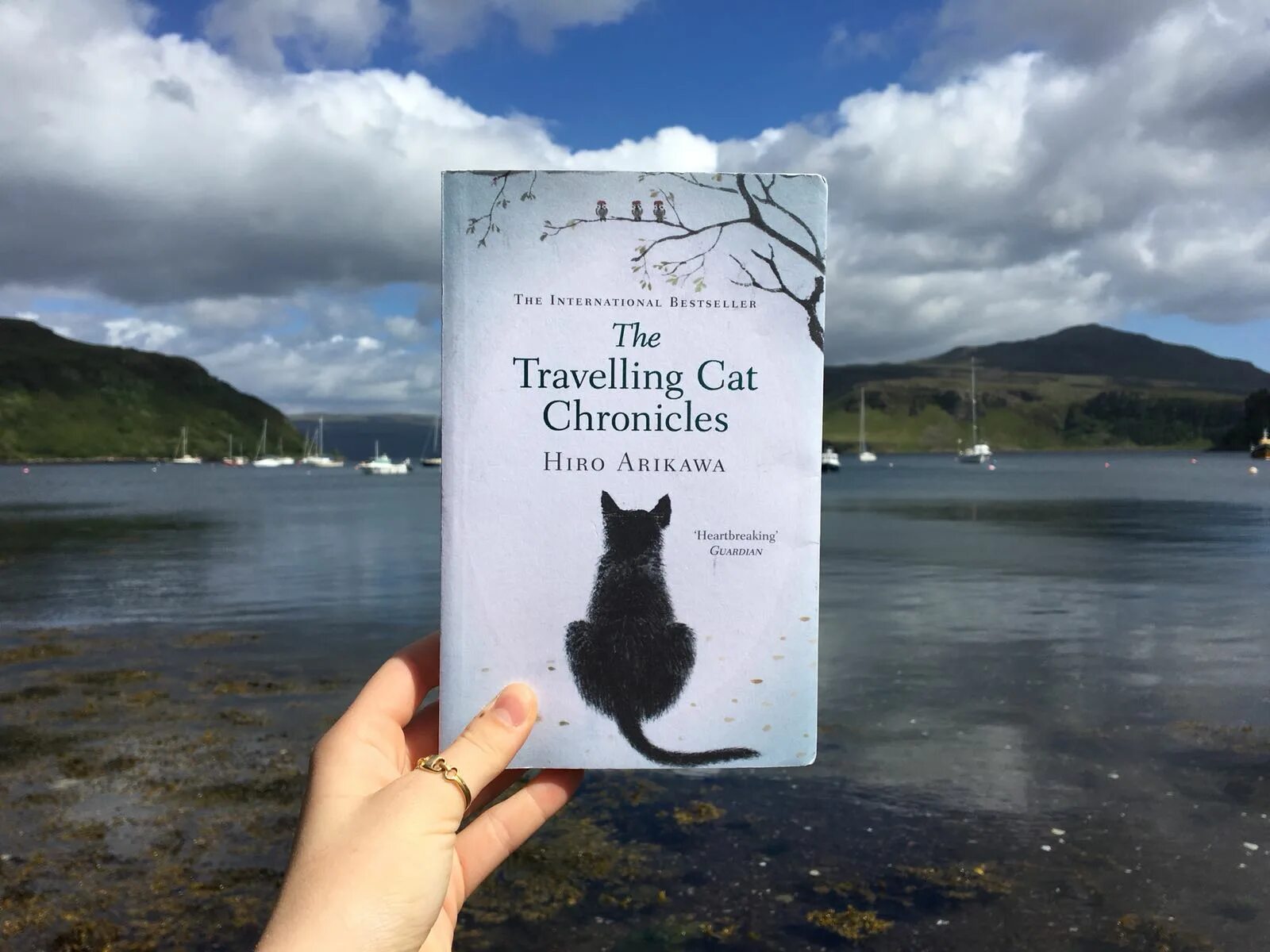 Книга хроника странствующего кота. Странствующий кот книга. Хроники странствующего кота книга. Хроники странствующего кота обложка книги. Книга хроника странствующего кота.