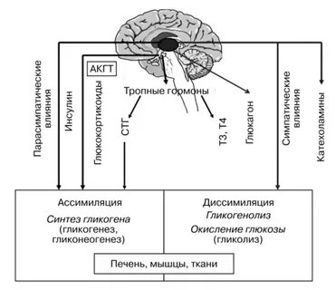 Гормоны регулирующие углеводный
