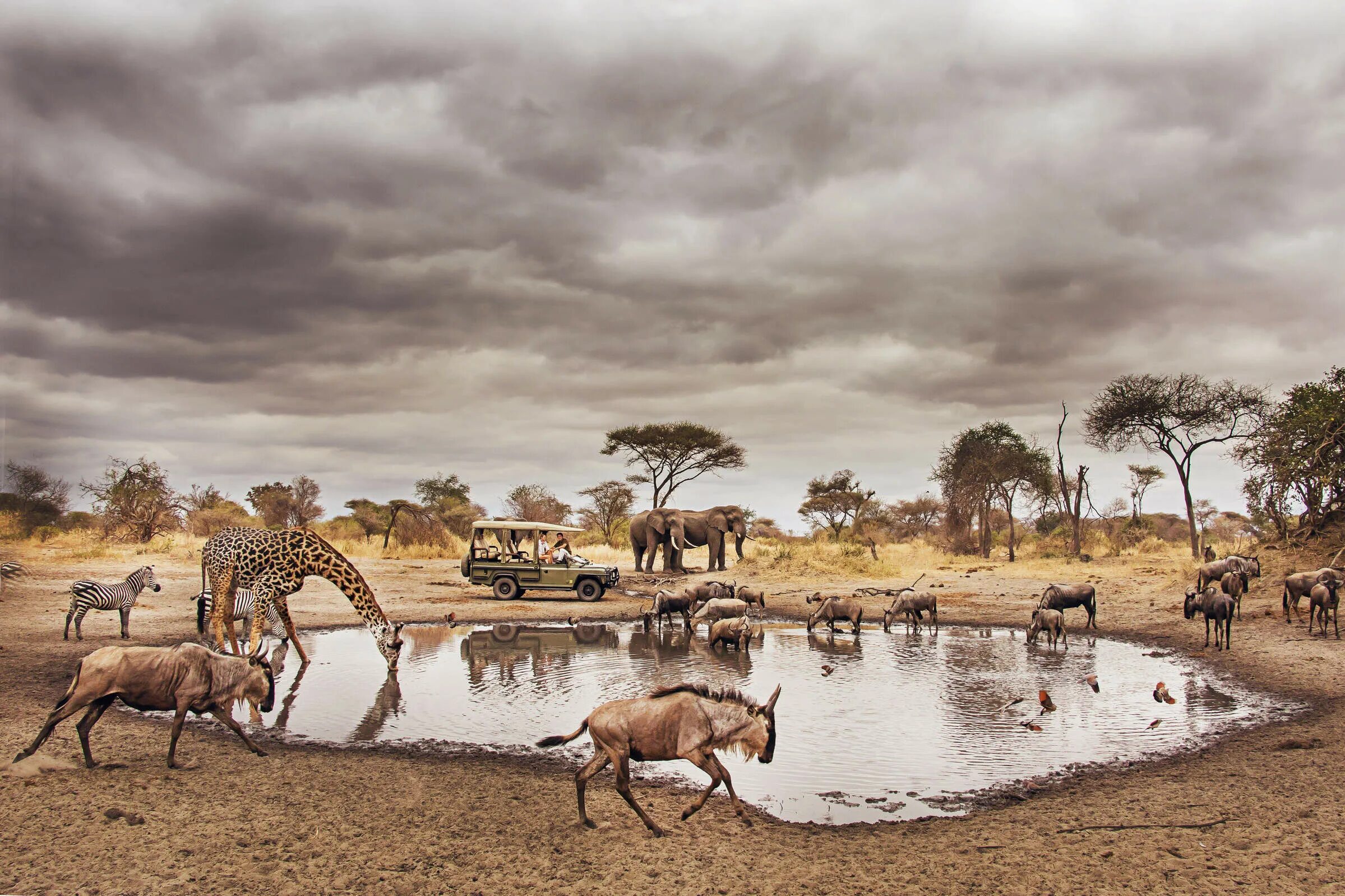 Проект национального парка танзании. Национальный парк Тарангире в Танзании. Проект национальный парк в Танзании Тарангире. Серенгети - цветное сафари. Проект национальный парк в Танзании.