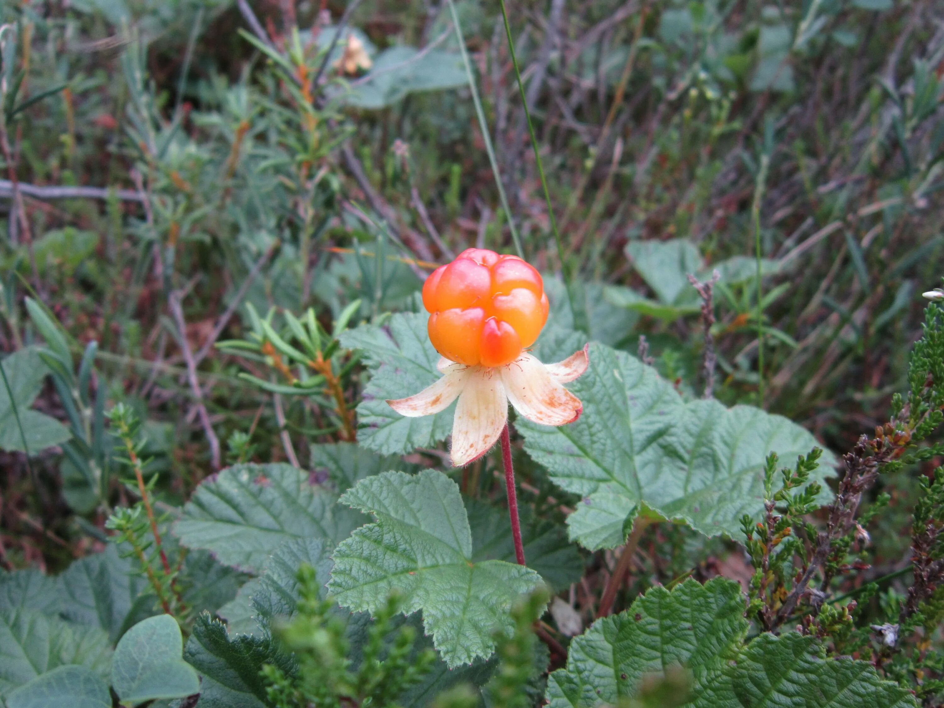 Морошка ковыль. Морошка (Rubus chamaemorus). Ягоды Карелии Морошка. Морошка приземистая. Лист морошки.