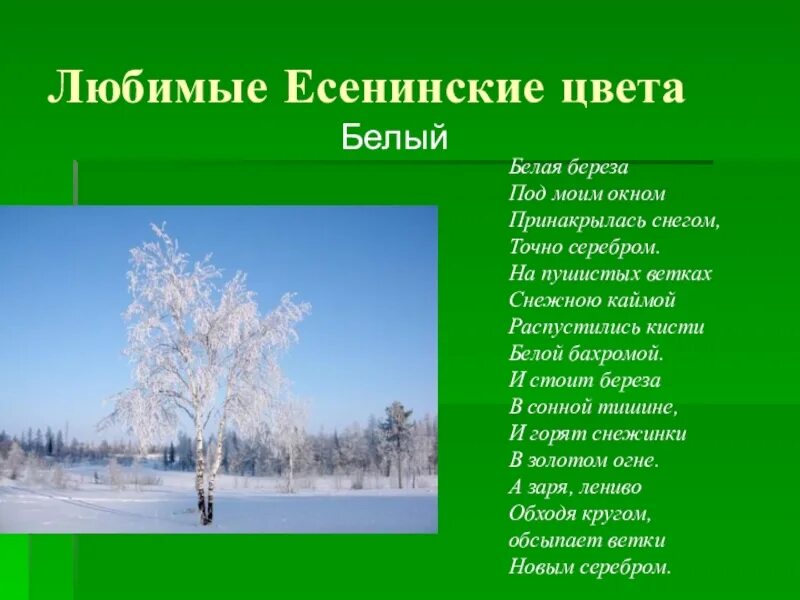 Белая береза стихотворение 2 класс васильев. Стихотворение белая береза. Белая берёза под моим окном. Белая берёза под моим окном стих. Белая береза на пушистых ветках снежною каймой белой бахромой.