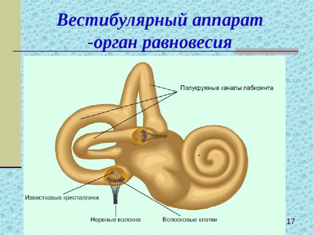 Какое значение имеет вестибулярный аппарат. Анатомия вестибулярного аппарата человека. Вестибулярный аппарат строение анатомия. Полукружные каналы внутреннего уха рисунок. Полукружные каналы вестибулярного аппарата.