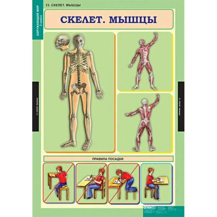 Наглядное пособие человек это. Наглядное пособие по окружающему миру. наглядные пособия по естествознанию. наглядность по окружающему миру. наглядные пособия для начальной школы окружающий мир.