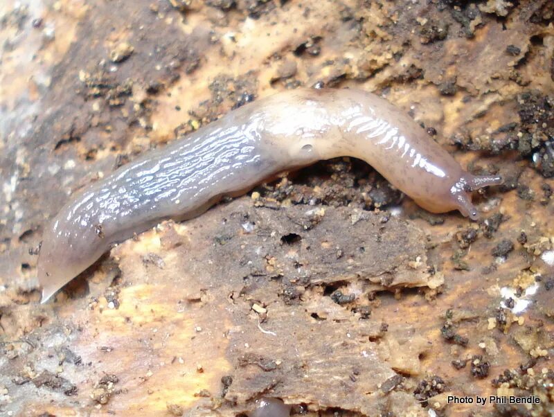 Slug field