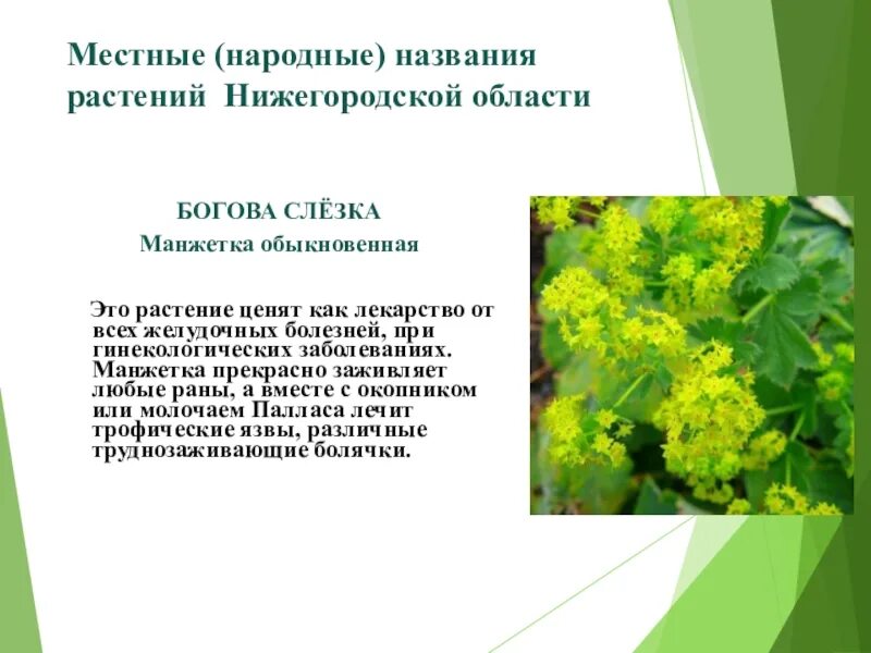 Растительность Нижегородской области. Народные названия растений. Народные названия трав. Лекарственные растения Нижегородской области.