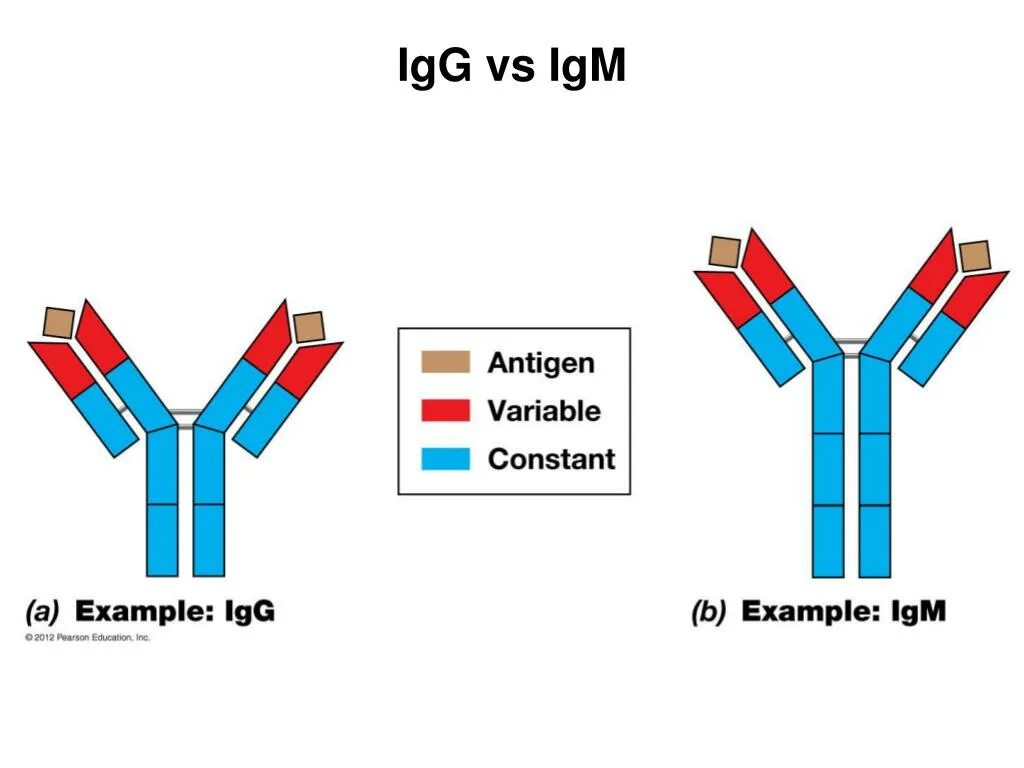 Igm store. IGM иммуноглобулин. IGG. IGG иммуноглобулин. Структура иммуноглобулина g.