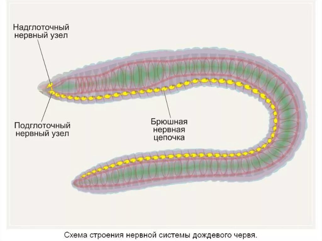 Развитие систем органов у червей. Нервная система кольчатого червя. Нервная система кольчатых червей состоит из. Кольчатые черви строение. Нервная система rjkmxfnjuj червей.