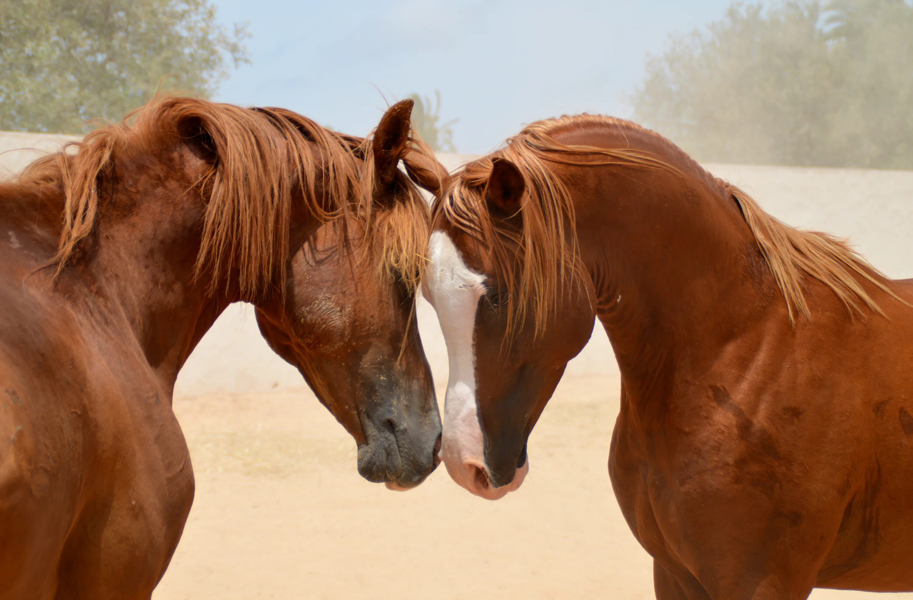 Несколько лошадок. Пара лошадей. Две лошади. Красивые лошади. Любовь лошадей.
