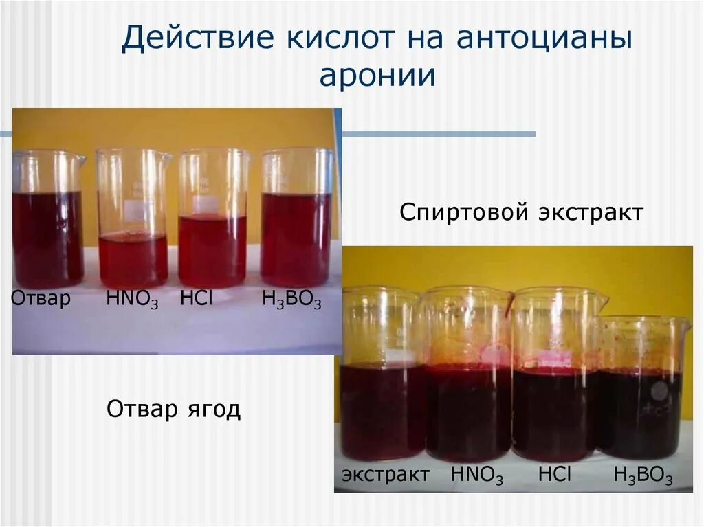 H3bo3 hcl. Качественная реакция на антоцианы. Антоцианы с кислотой. Антоцианы в кислой среде. Антоцианы в кислой и щелочной среде.