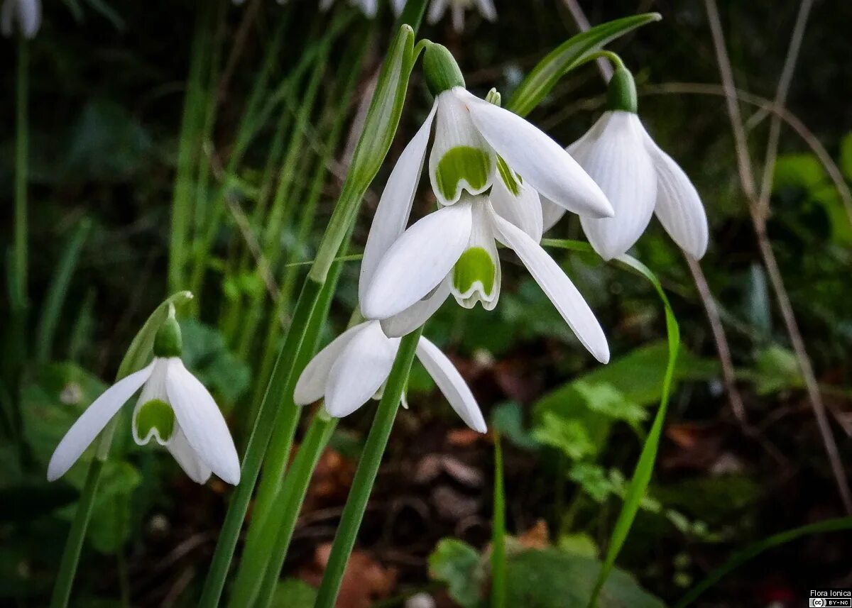 Галантус цветок фото и описание. Галантус. Galanthus ikariae. Galanthus angustifolius Подснежник узколистный. Овен 1292 галантусы.