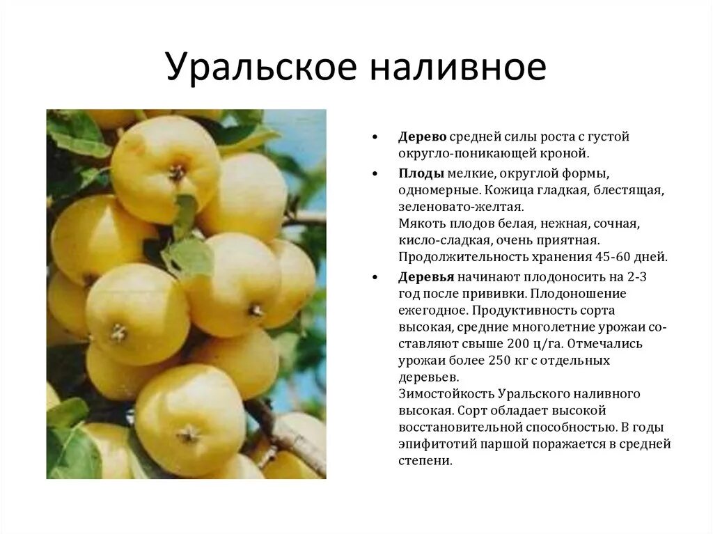 Пчелка садовод. Полукультурка уральское наливное. Яблоня полукультурная уральское наливное. Полукультурка уральское наливное. Яблоня уральская наливная описание сорта фото.