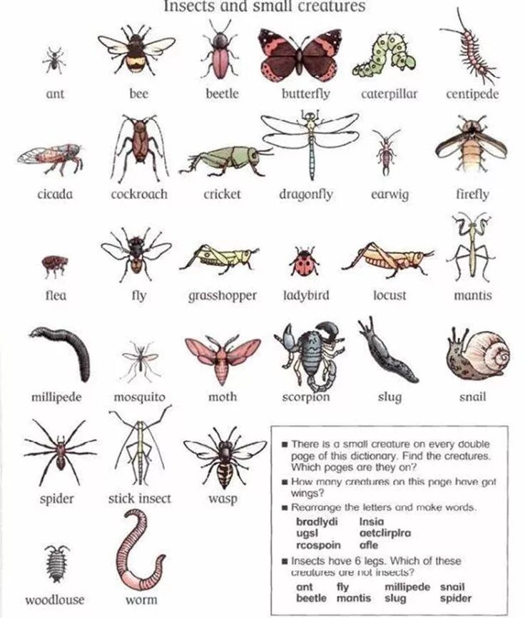 Насекомые на английском языке с переводом. Насекомые названия. Названия насекомых на английском. Тема насекомые английский. Жук на английском языке