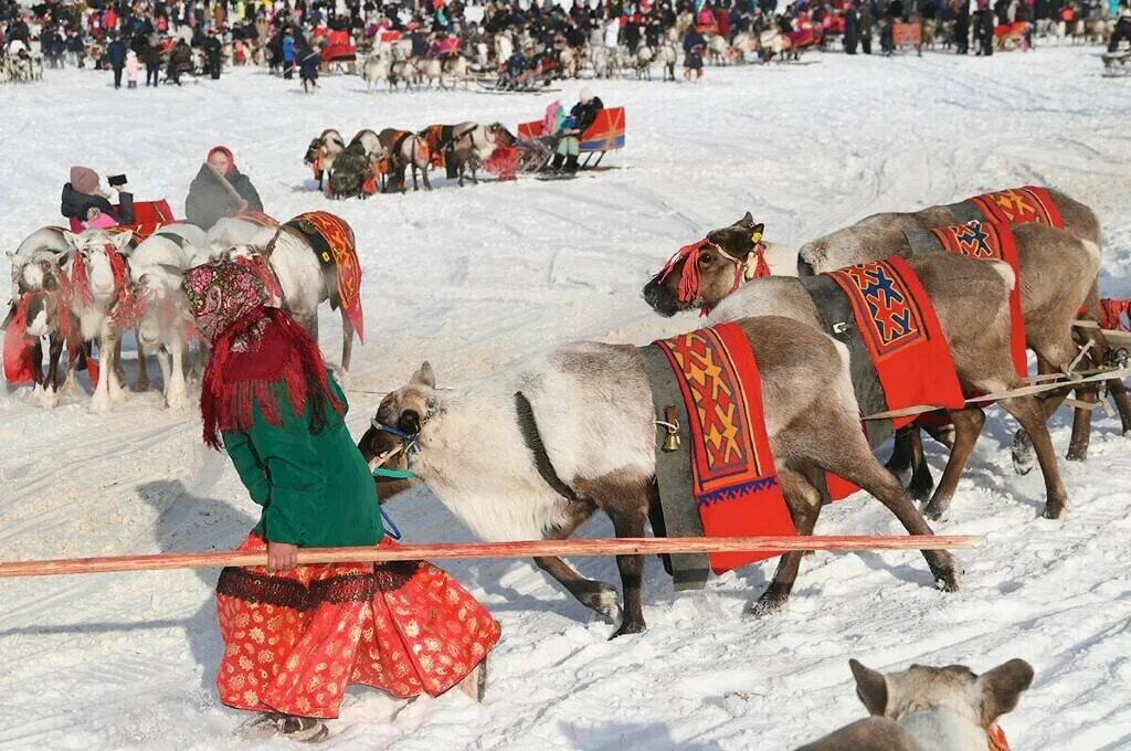 Праздник оленевода в Салехарде. День оленевода на Ямале 2024. Праздник севера Мурманск гонки на оленьих упряжках. Гонки на оленьих упряжках. Праздник севера дата