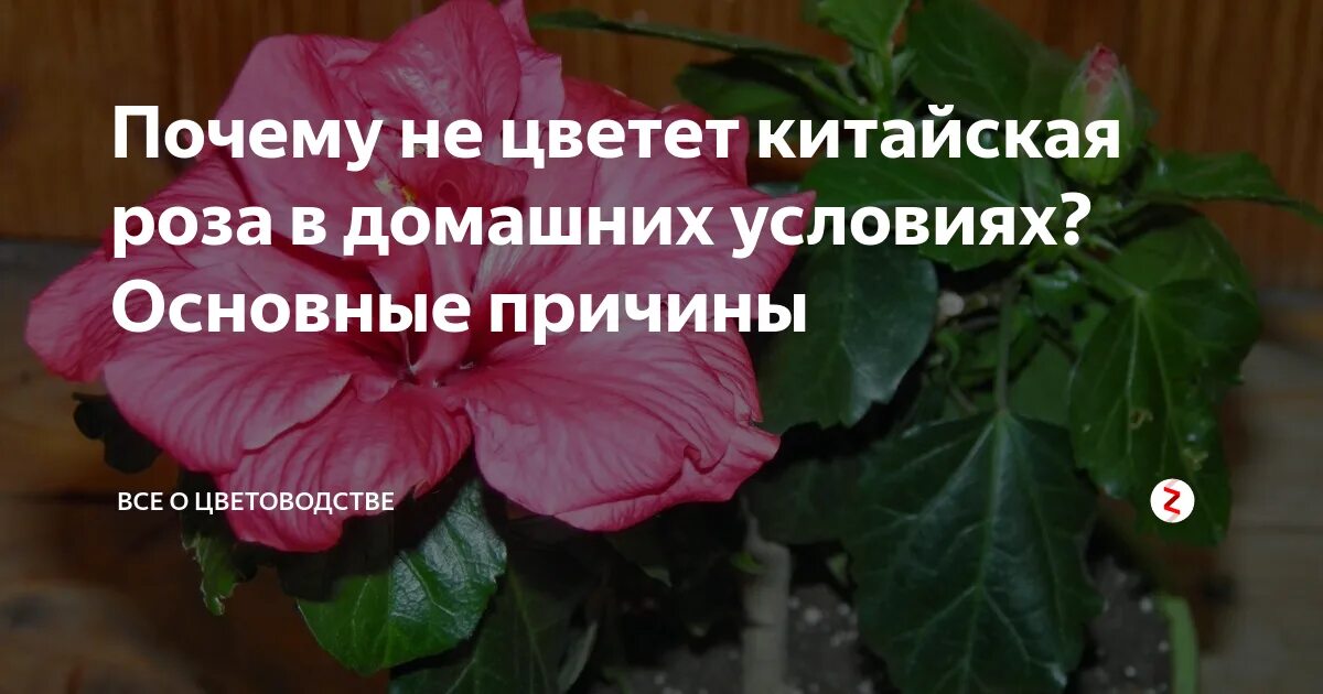 Почему не цветет китайский