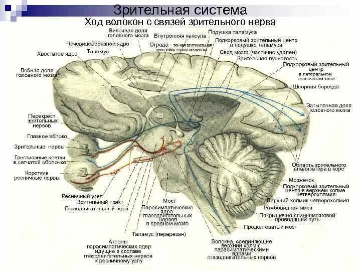 Зрительный нерв в головном мозге. Шпорная борозда в зрительном анализаторе. Ход волокон зрительного нерва. Топография зрительного нерва анатомия. Зрительные нервы строение.