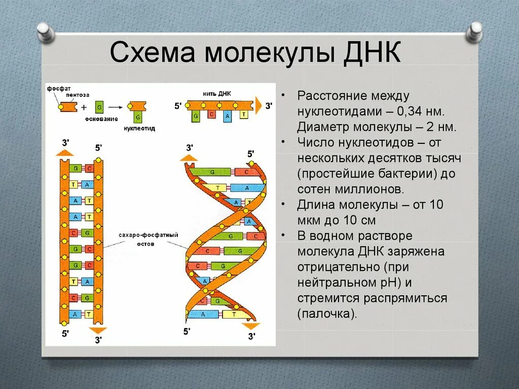 Строение нити ДНК. Строение молекулы ДНК. Связи в молекуле ДНК. Типы связей в молекуле ДНК. Достройте молекулу днк