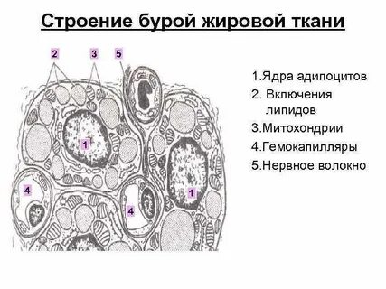 Строение клетки жировой ткани