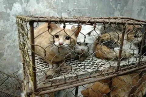 Где ели кошек