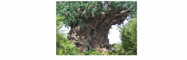 Кипарис болотный растение. Кипарисовое озеро геленджик. Лиственница в воде. Какое дерево становится в воде. Озеро сукко болотные кипарисы.