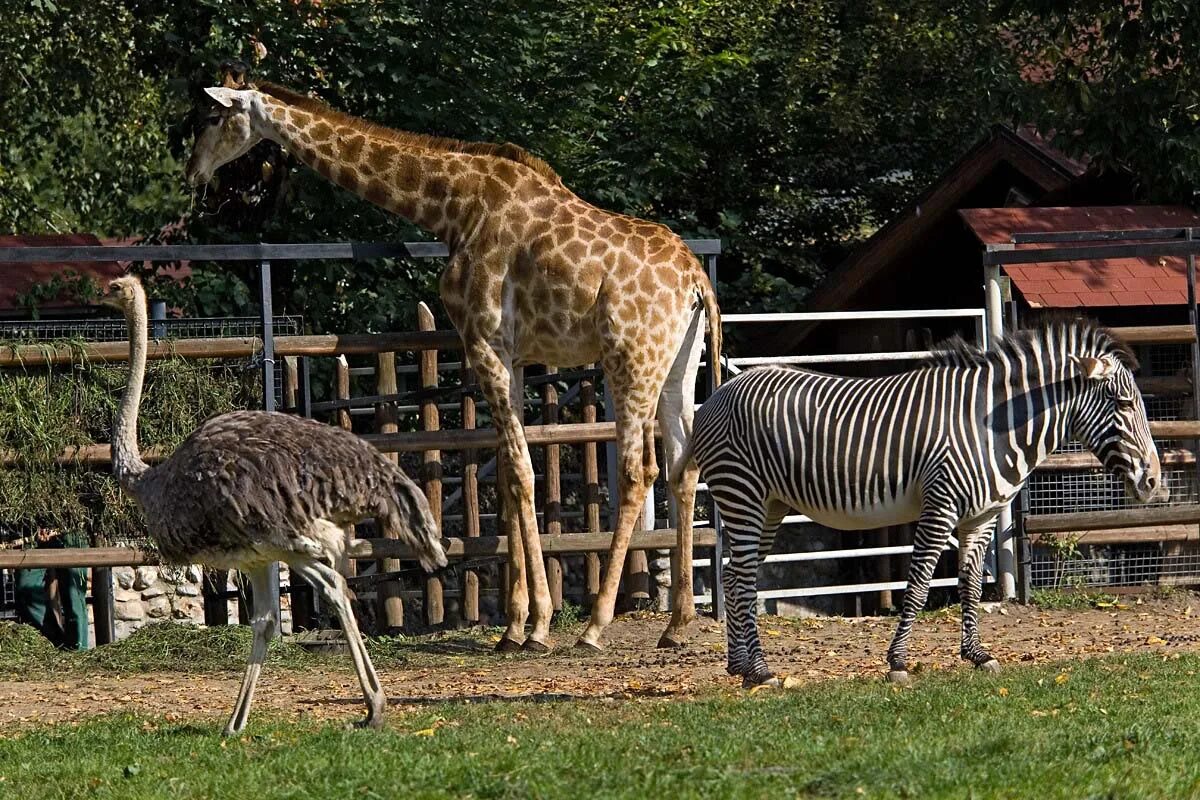 Как работает зоопарк в праздники. Московский зоопарк страус. московский zoo зоопарк. московский государственный зоологический парк. копытные африки московский зоопарк.