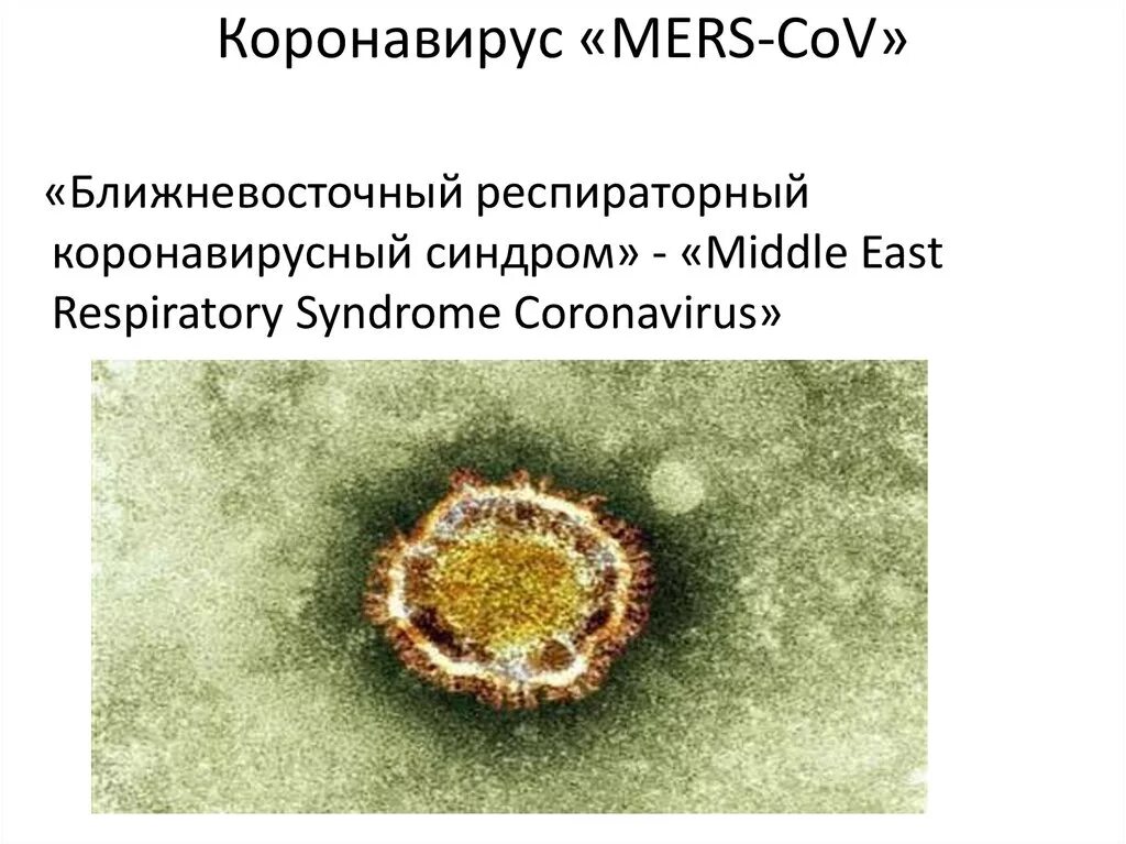 Коронавирус. Ближневосточный респираторный синдром mers. Коронавирус ближневосточного респираторного синдрома. Коронавирус название.