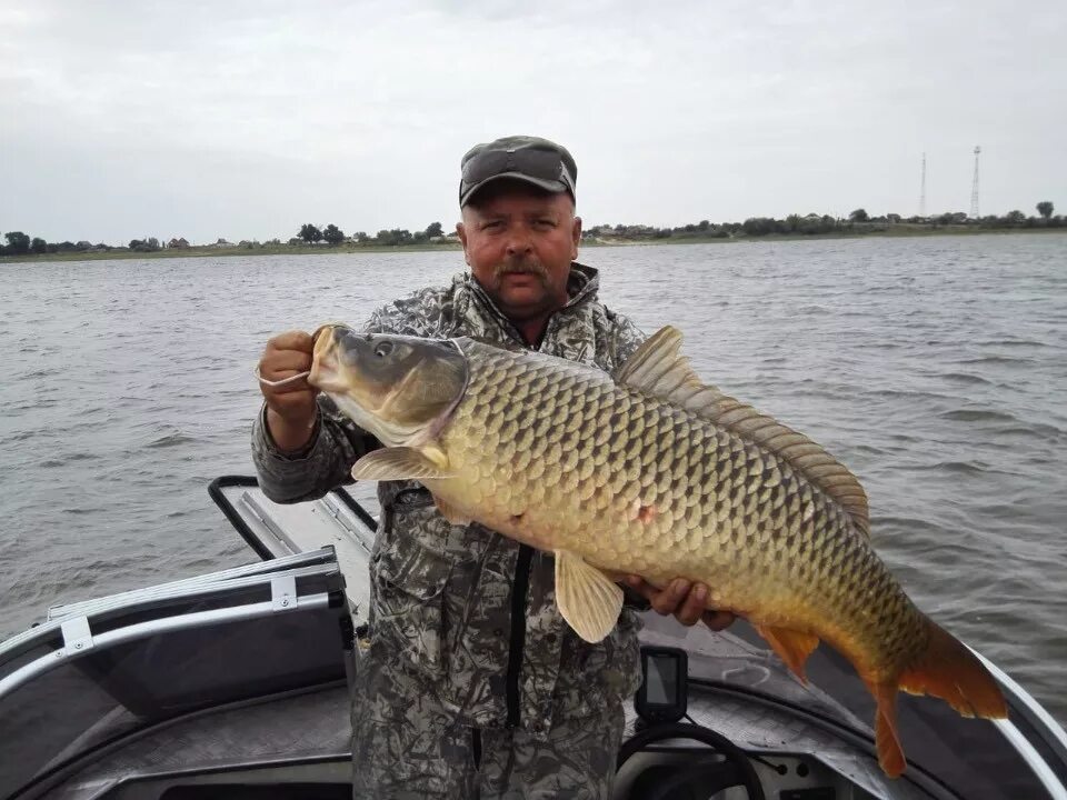 астраханская рыба сазан. сазан на рыбинке. сазаны астрахань. ловля сазана. ахтуба сазан.