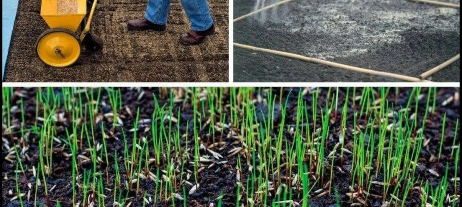 Посев семян газона. Устройство для посадки газона. Посев газонной травы. Приспособление для сеяния семян газона.