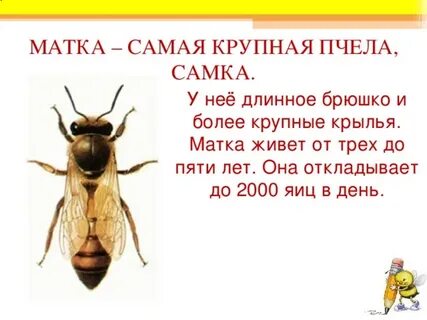 Медоносная пчела содержатся человеком впр
