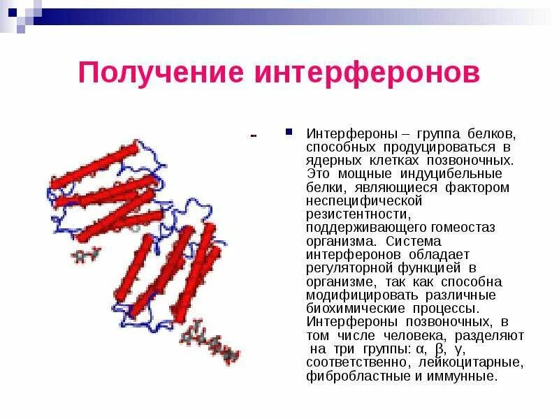 Основной функцией интерферонов является