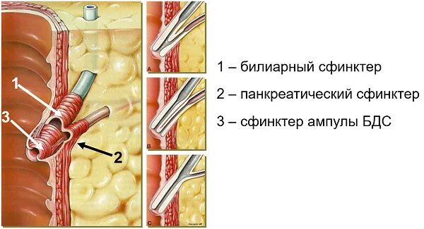 Фатеров сосочек и сфинктер Одди. Манометрия сфинктера Одди. Фатеров сосочек и сфинктер Одди анатомия. Большой дуоденальный сосочек и сфинктер Одди. Сфинктер расположение