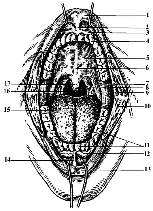 Задняя полость рта. Ротовая полость анатомия латынь. Строение ротовой полости человека анатомия. Анатомия полости рта медунивер. Ротовая полость внутри строение.