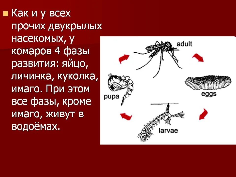 Строение личинки комара звонца. Стадии развития личинки комара. Личинки комаров стадии развития. Личинка комара Пискуна.