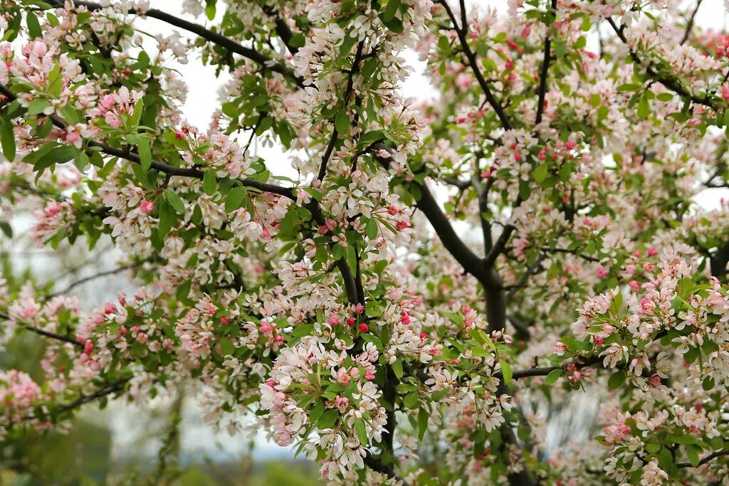 Яблоня обильноцветущая Malus floribunda. Малус флорибунда. Яблоня декоративная флорибунда. Яблоня флорибунда