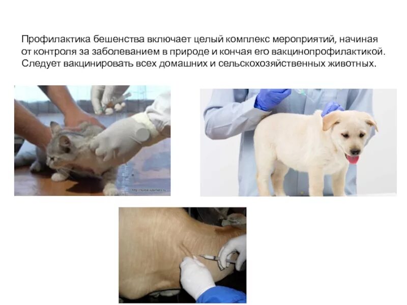 Схема специфической профилактики бешенства. Вирус бешенства профилактика. Памятка бешенство роспотребнадзор. Специфическая профилактика бешенства. Памятка по профилактике бешенства для населения.