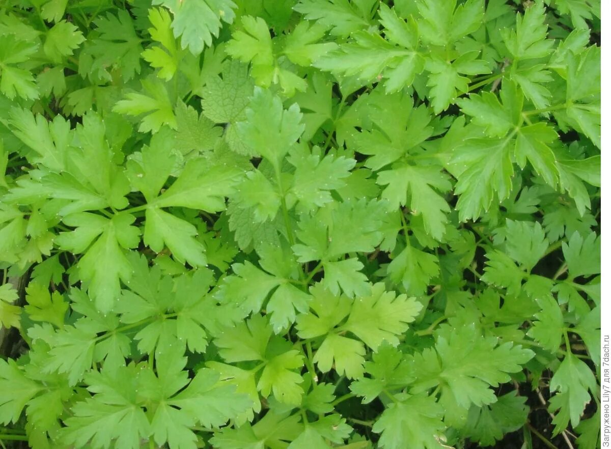 Кервель морковник. Петрушка пахучая. Горная кинза кервель. Петрушка кустовая многолетняя. Как называется похожая на петрушку.