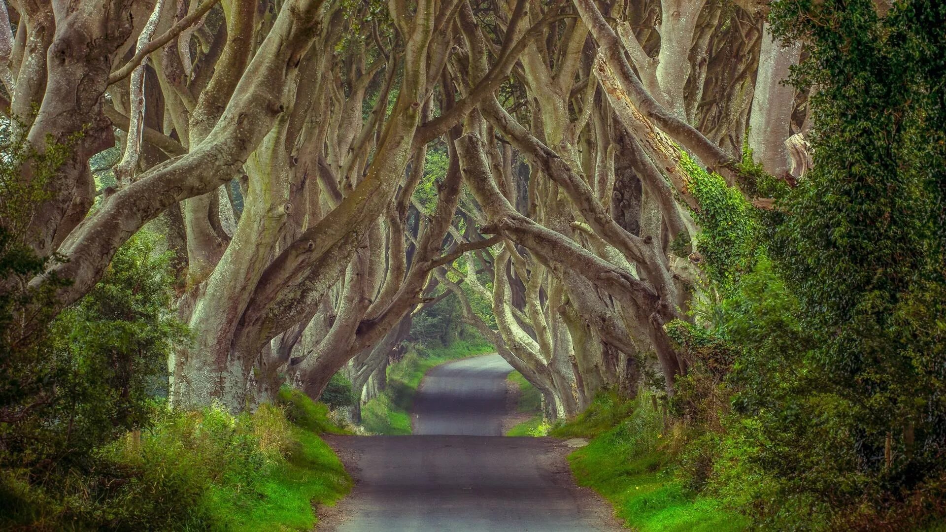 Невероятный лес. Аллея дарк Хеджес. Дарк Хеджес Северная Ирландия. Дарк Хеджес («темные изгороди. Аллея дарк Хеджес в Северной Ирландии фото.